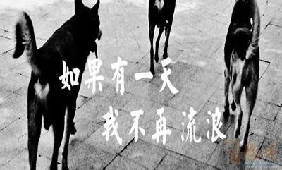 2019年國家公務員考試申論熱點：流浪犬管理考驗社會管理水平